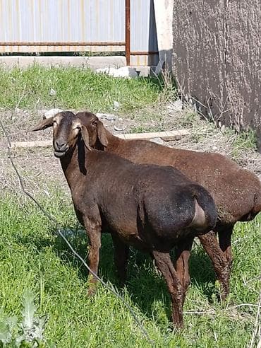 куплю мясо кролика: Продаю | Овца (самка) | Арашан | Для разведения | Котные — 3