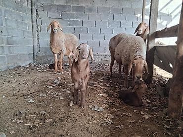 Үй жаныбарлары үчүн товарлар: Сатам | Кочкор (эркек) | Арашан | Бооз, Ургаачы — 4