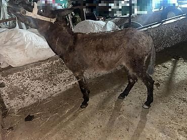 животные на продажу: Продам ишак обмен или на ишак — 1