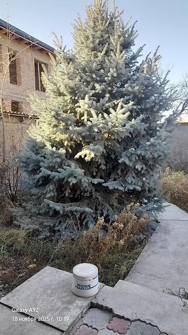 куплю голубой ель: Ель голубая (Picea pungens, Blue Spruce) - Декоративное хвойное — 3