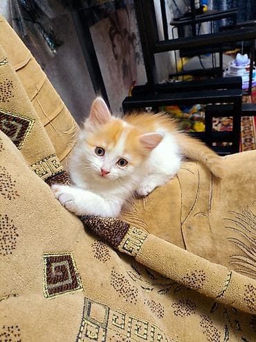 кошка котенок: Беспородная, 2 месяца, Девочка — 1