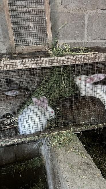 сколько стоит вислоухие кошки: Продаю | Крольчиха (самка), Крольчата | Белый великан, Фландр, Калифорнийская | Для разведения | Племенные — 1