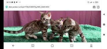 вязка кошек ош: Бенгальская, 1 месяц, Мальчик, Белый, Приучена к лотку, Проглистована, С документами — 9