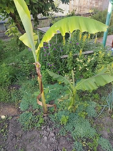 Банан декоративный (садовый банан, Musa spp.) - Экзотическое