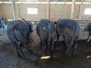 Уйлар, букалар: Сатам | Бука (эркек) | Бордоп семиртүү үчүн — 7