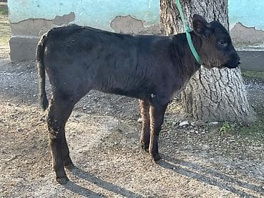 парода уйлар: Продаю | Корова (самка), Бык (самец), Тёлка | Ангус | Для разведения — 1