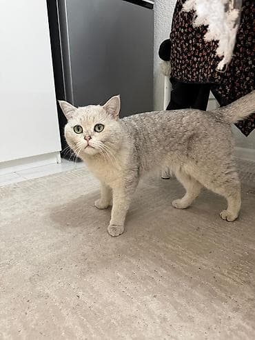 рыжие котята: Чистокровные Шотландские вислоухие котята (скоттиш-фолд) Девочка и — 6