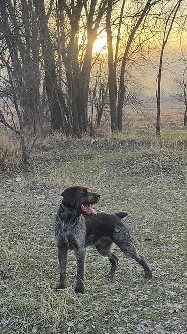 собаки бишкек: ВЯЗКА ВЯЗКА Читайте Внимательно !!! Предлагается Кабель Породы — 3