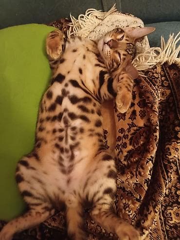 бенгальская кошка фото цена: Бенгальская, 3 месяца, Девочка, Золотая шиншилла — 5