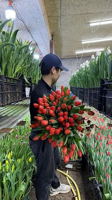 ночник тюльпан: Луковицы цветка: Тюльпаны, Самовывоз, Бесплатная доставка, Платная доставка — 9