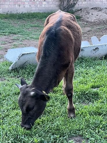 продаю хомяка: Продаю | Тёлка | Швицкая, Симментальская | Для разведения — 3