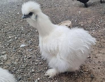 Ветеринар кызматы: Продаю кур и петухов породы Китайский шелк — 2