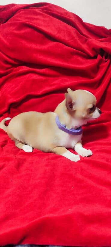 возьму собаку в добрые руки: Чихуахуа, 4 месяца, Самка, С прививкой — 4