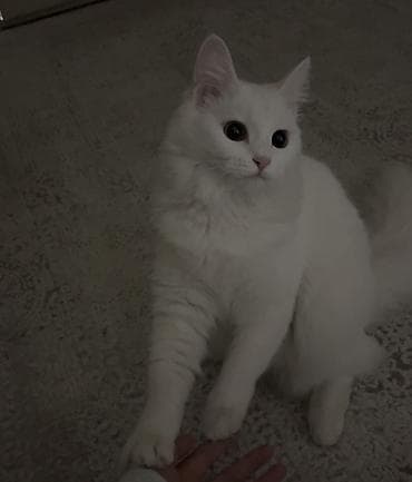 canada goose: Пропала : Ангорская, Девочка, Белый — 2