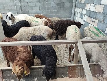 кой сойу: Продаю | Овца (самка) | На забой — 8
