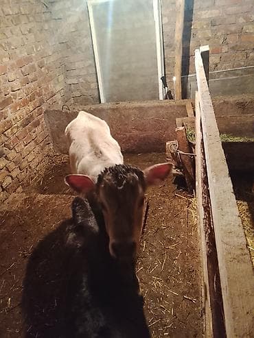 Другие животные: Продаю | Музоо, торпок | На откорм | Привязанные — 3