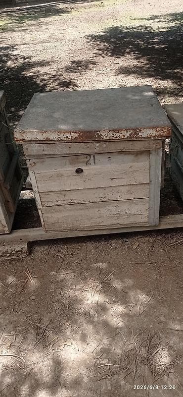 пчелы матки: Деревянный Ящик — 10