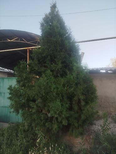 туя шаровидная: Туя (вероятно западная, форма пирамидальная), крупномер для озеленения — 2
