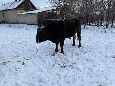 Услуги ветеринара: Продаю | Бык (самец) | Швицкая | На откорм | Привязанные — 1