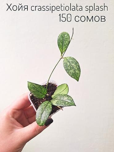 Үй жана бакча: 🌿 Комнатные цветы (укоренённые черенки/молодые растения/взрослые — 9