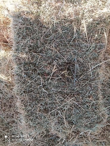 тюки с поля: Сено в тюках - Заготовлено в прямоугольные тюки, плотная прессовка — 2