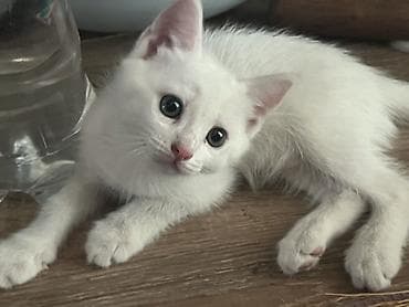 котята милые: 2 месяца, Девочка, Белый, Приучена к лотку — 1
