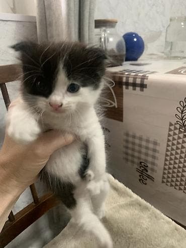 корман: Котёнок с ярким тигровым окрасом (пятна и полосы по всему телу). Ушки — 8