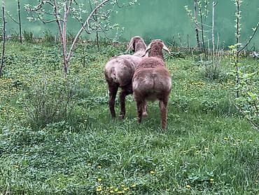 карп амур: Продаю | Ягненок | Арашан | Для разведения | Племенные, Осеменитель — 9