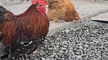 продаю лошать: Парселян кохинхин карлик 1+1 сатылат — 5