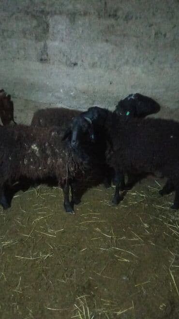 животные птицы: Продаю | Ягненок | На забой — 7