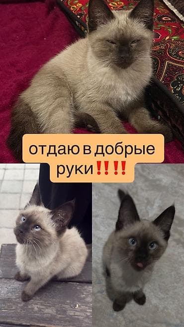 котенок сиамский: Кошка даром: Сиамская, 3 месяца, Девочка, Приучена к лотку — 1