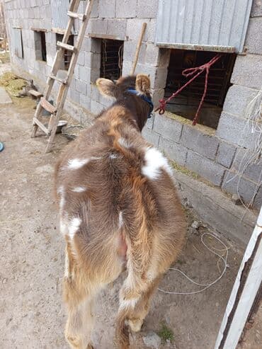 корм для домашних животных: Продаю | Музоо, торпок | Полукровка | Для молока | Привязанные — 3