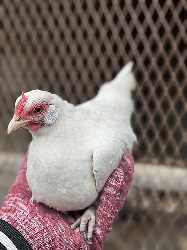 Иттер: Сатам | Тооктор, Короздор — 2