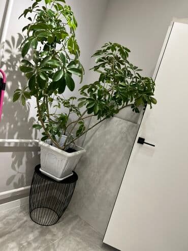 купить комнатные цветы в бишкеке: Комнатные декоративные растения в кашпо 1) Толстянка (Crassula ovata — 44