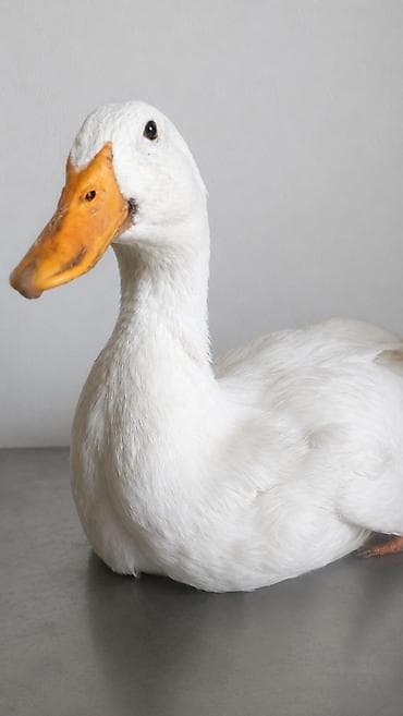 бройлер тушки: 🦆 РАСПРОДАЖА ЖИВЫХ УТОК ПОРОДЫ АГИДЕЛЬ! 🦆 💥 Акционная цена — всего — 1