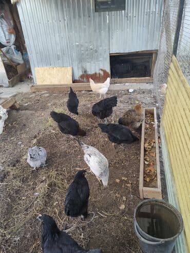 булдок ит: Продаю | Куры, Цыплята | Для разведения — 1
