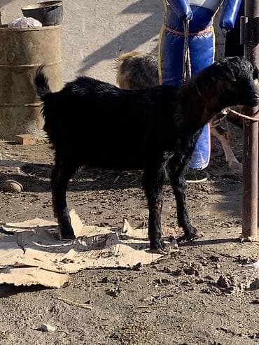 уй животных: Продаю | Козёл (самец) | Для разведения — 10