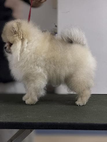 собаки шпиц: Щенки померанский шпиц ( той) Полный пакет документов FCI Доставка по — 1