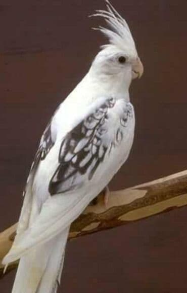 Птицы: Белощекие кареллы хорошо учатся говорить и приручаются к рукам а так — 4