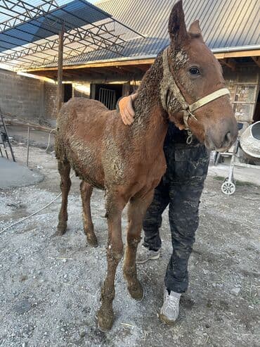 зоомагазин бишкек с животными: Продаю | Жеребенок | Полукровка | На забой, Для разведения — 1