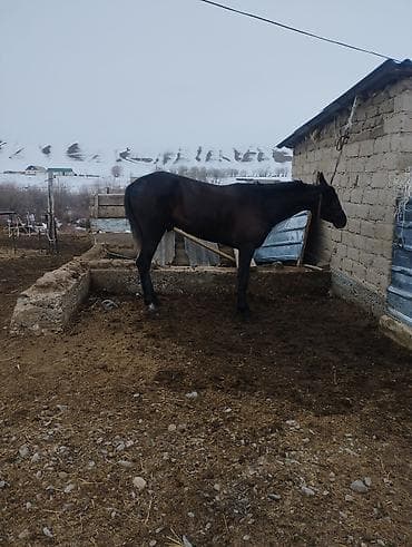 купить собаку в бишкеке: Продаю | Кобыла (самка) | Конный спорт — 3
