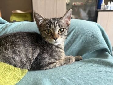 собака доберман сколько стоит: Девочка — 4