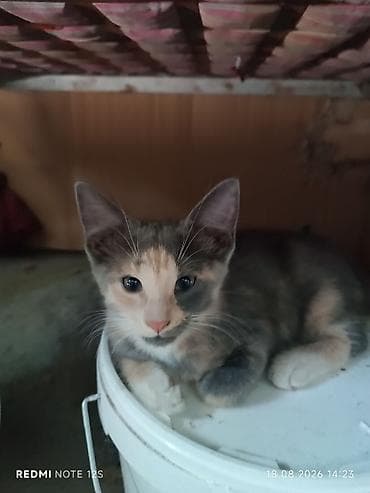 d cat: Котята, маинкуны примерно 2–3 месяца. Три окраса на выбор: - — 2