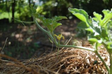 разнорабочий в бишкеке: Ищу бизнес партнера, инвестора, для выращивания овощей (открытый — 26