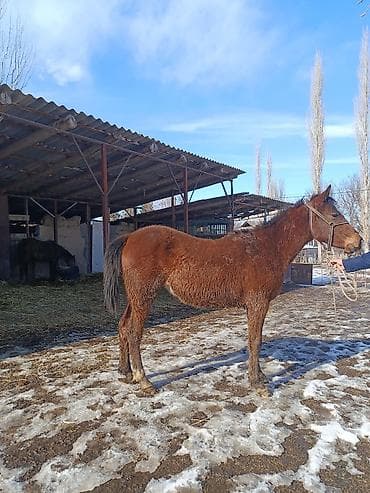 Продаю | Жеребенок | Рабочий