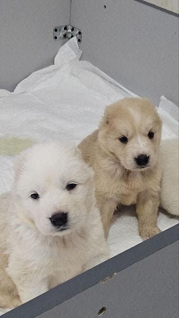 Вязка собак: Щенки, помет из нескольких малышей. Возраст по фото — совсем юные — 9