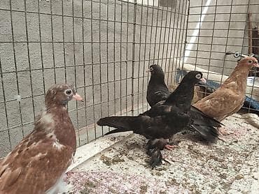 манчкин сколько стоит: Продам: срочно продам всех этих голубей за 600 сом!! 4штуки за 600 сом — 1