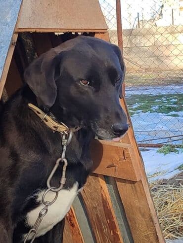 помои для собак: Молодой пёс в поиске семьи. Привезём сами — 1