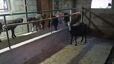 попугаи оптом: Продаю | Коза (самка), Козлёнок, Козёл (самец) | Полукровка | На забой, Для разведения | Племенные — 6