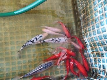 рибы: Живые декоративные рыбы для пруда/бассейна. - Разновидности: карпы — 1